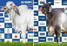 Bezerra de alto valor em exposição na feira agropecuária de Goiânia.