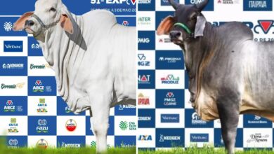 Bezerra de alto valor em exposição na feira agropecuária de Goiânia.
