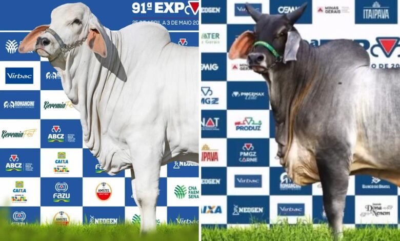 Bezerra de alto valor em exposição na feira agropecuária de Goiânia.