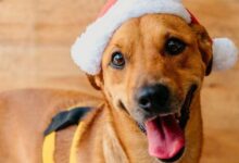 Zezé Di Camargo e Graciele Lacerda ao lado de um cachorro.