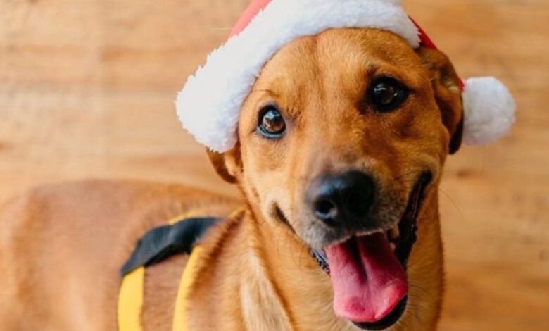Zezé Di Camargo e Graciele Lacerda ao lado de um cachorro.