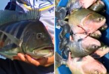 Pescadores em barco com peixes capturados.