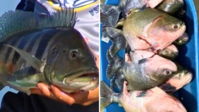 Pescadores em barco com peixes capturados.