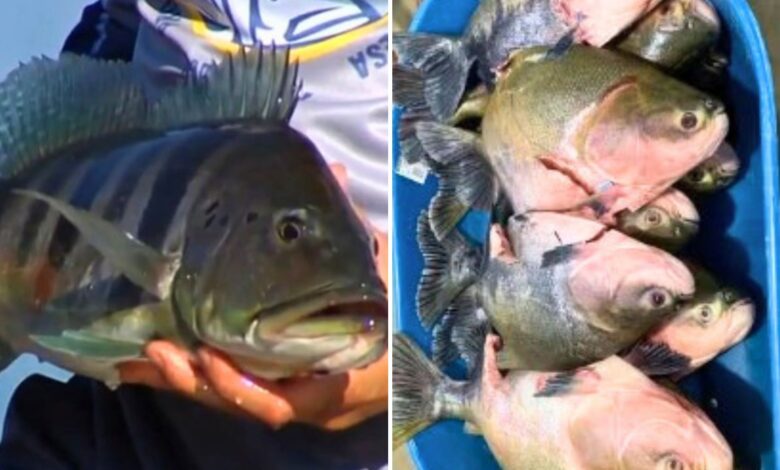 Pescadores em barco com peixes capturados.