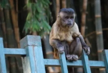 Macacos em parque de Goiânia próximos a visitantes.