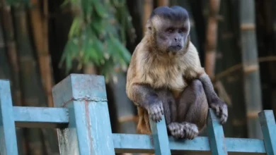Macacos em parque de Goiânia próximos a visitantes.