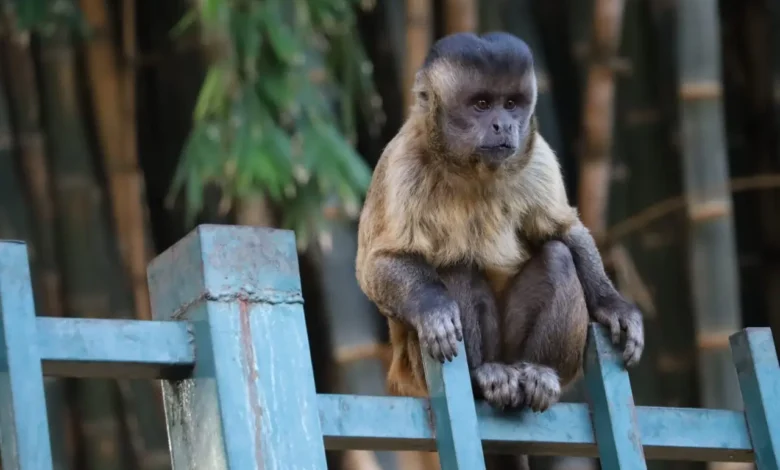 Macacos em parque de Goiânia próximos a visitantes.