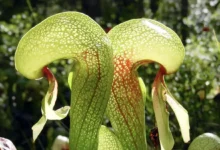 Imagem da planta carnívora Darlingtonia californica em seu habitat natural.