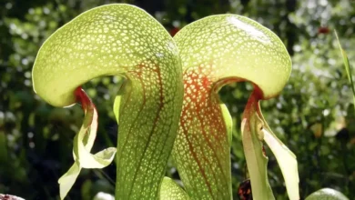 Imagem da planta carnívora Darlingtonia californica em seu habitat natural.