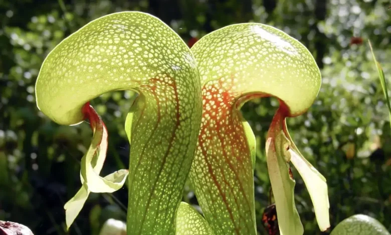 Imagem da planta carnívora Darlingtonia californica em seu habitat natural.