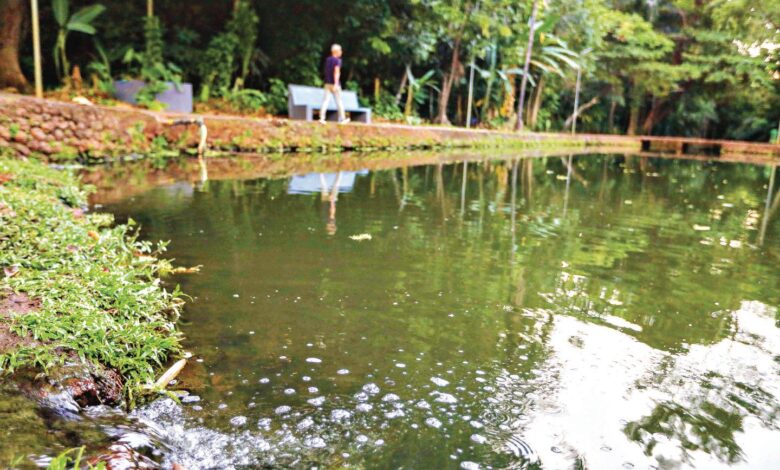 Vista de um parque em Goiânia com vegetação e trilha.