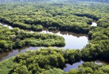 Vista aérea da floresta amazônica com rios e vegetação.