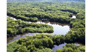 Vista aérea da floresta amazônica com rios e vegetação.
