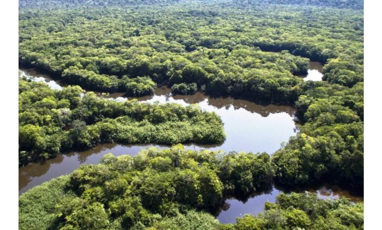 Vista aérea da floresta amazônica com rios e vegetação.