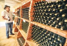 Vinhedos na Rota dos Pireneus, Goiás, com destaque para a produção de vinhos e queijos.