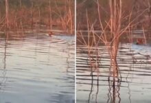 Onça-pintada avistada por pescadores no Lago Serra da Mesa.
