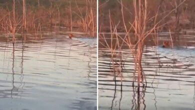 Onça-pintada avistada por pescadores no Lago Serra da Mesa.