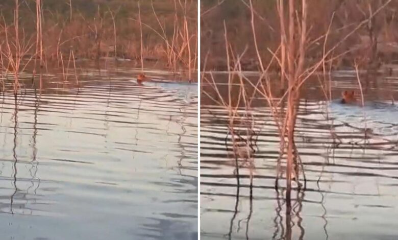 Onça-pintada avistada por pescadores no Lago Serra da Mesa.