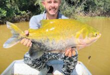 Peixes em bacia hidrográfica de Goiás.
