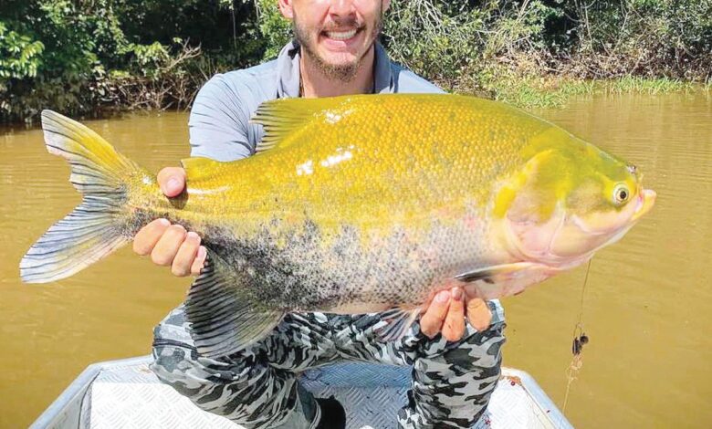 Peixes em bacia hidrográfica de Goiás.