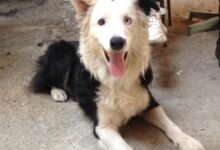 Cão Tsunami em ação durante resgate na Venezuela.
