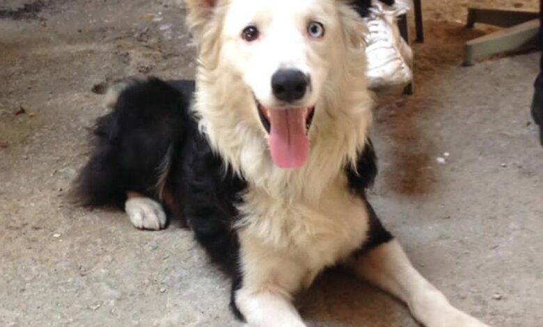 Cão Tsunami em ação durante resgate na Venezuela.