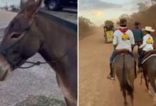 Menino abraça sua mula ao reencontrá-la durante a romaria em Trindade.