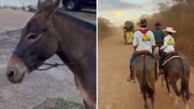 Menino abraça sua mula ao reencontrá-la durante a romaria em Trindade.