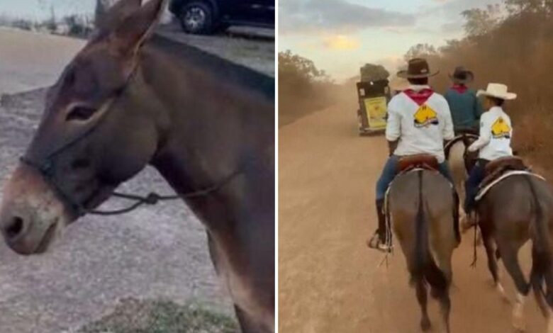 Menino abraça sua mula ao reencontrá-la durante a romaria em Trindade.