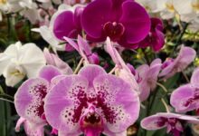 Visitantes observam orquídeas em exposição no Bosque dos Buritis, em Goiânia.