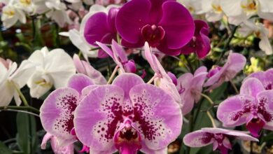 Visitantes observam orquídeas em exposição no Bosque dos Buritis, em Goiânia.
