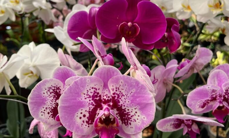Visitantes observam orquídeas em exposição no Bosque dos Buritis, em Goiânia.