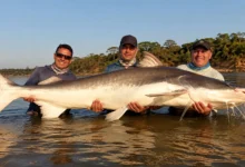 Pescador segura uma piraíba de grande porte nas margens do Rio Araguaia.