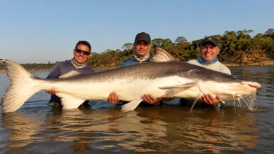 Pescador segura uma piraíba de grande porte nas margens do Rio Araguaia.