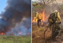 Incêndio florestal em área de vegetação seca em Goiás.