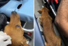 Cachorro caramelo dentro de ambulância ao lado de maca em Rio Verde, Goiás.