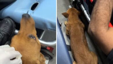 Cachorro caramelo dentro de ambulância ao lado de maca em Rio Verde, Goiás.