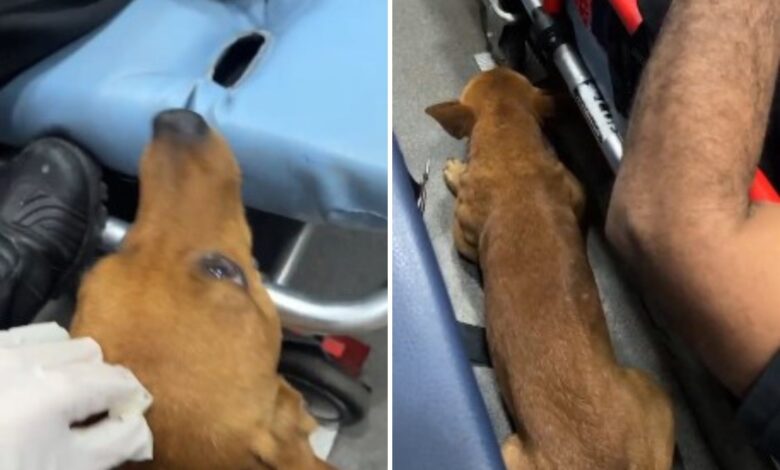 Cachorro caramelo dentro de ambulância ao lado de maca em Rio Verde, Goiás.