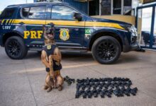 Cão Konan da PRF ao lado de armas apreendidas em ônibus.