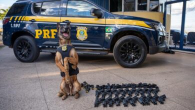 Cão Konan da PRF ao lado de armas apreendidas em ônibus.