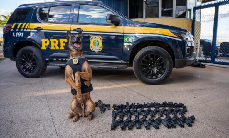 Cão Konan da PRF ao lado de armas apreendidas em ônibus.