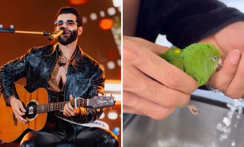 Gusttavo Lima com os filhos resgatando um periquito.