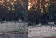 Duas onças nas margens do Rio Araguaia, em Goiás.