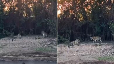 Duas onças nas margens do Rio Araguaia, em Goiás.