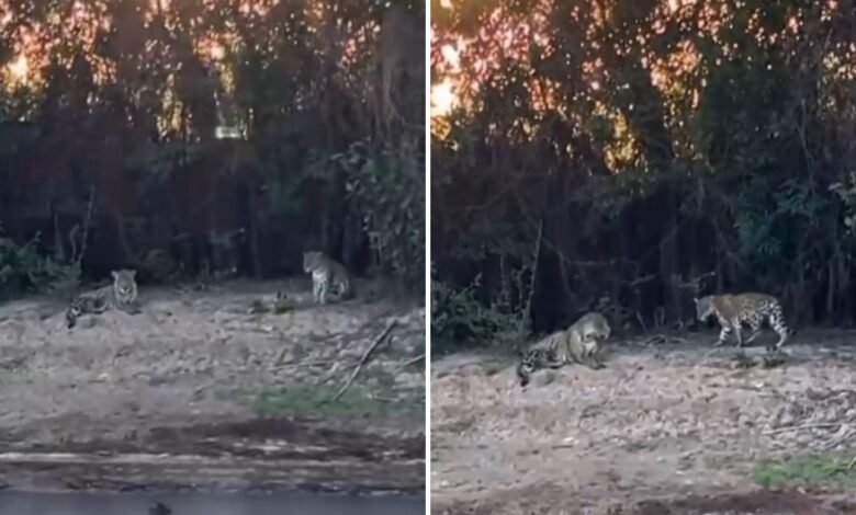 Duas onças nas margens do Rio Araguaia, em Goiás.