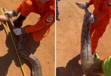Jiboia de 2,20 metros capturada em Goiás por bombeiros.