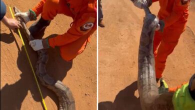 Jiboia de 2,20 metros capturada em Goiás por bombeiros.