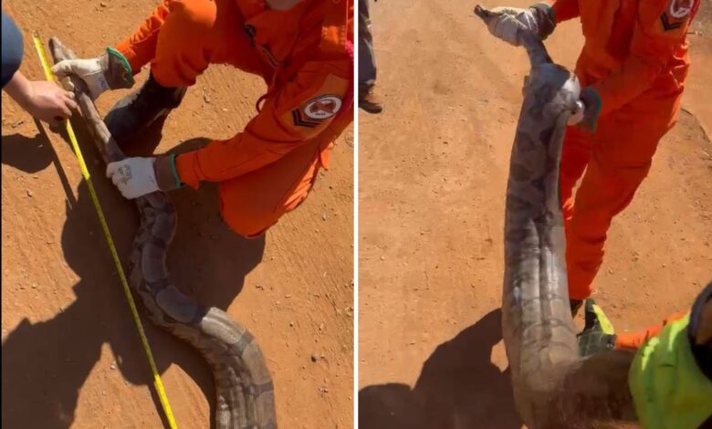 Jiboia de 2,20 metros capturada em Goiás por bombeiros.