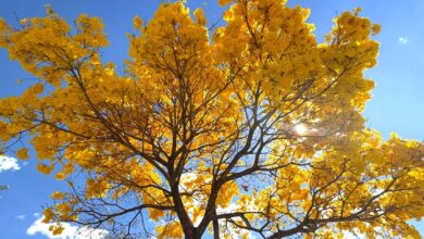 Ipês floridos em Goiânia com flores de diversas cores.
