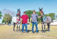Cavalos de alto valor em exposição em Goiânia.